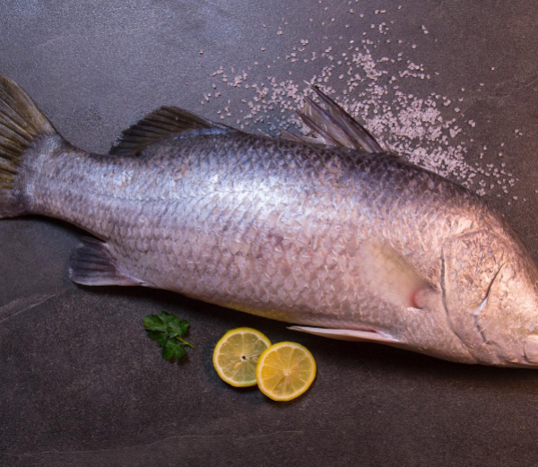 CEYLON KODUVA - சிலோன் கொடுவாமீன் - 1மீன்=3Lb~சராசரி (Per/Lb)