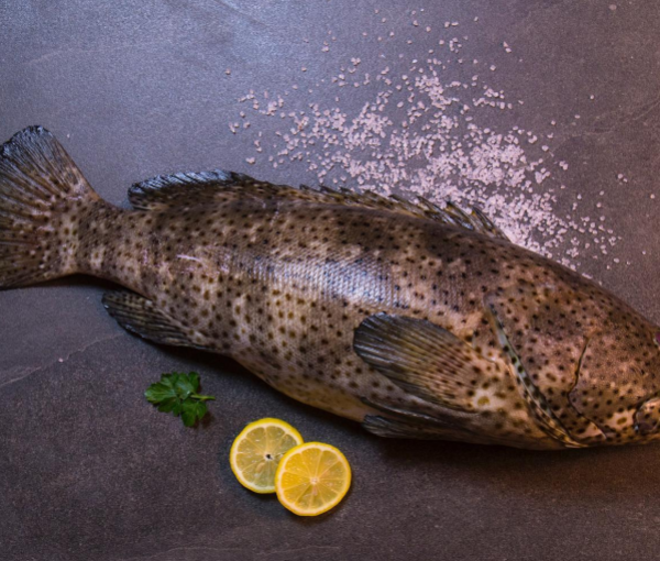 CEYLON KALAVAI - சிலோன் கலவாய்மீன் - 1மீன்=4.5Lb~சராசரி (Per/Lb)